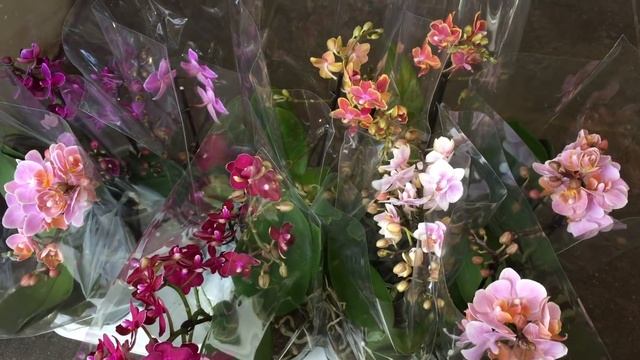 Свежий завоз орхидей в Экофлору 11 мая 2020 г. Чёрный цимб, Каменная Роза, Роттердам.... смотреть онлайн