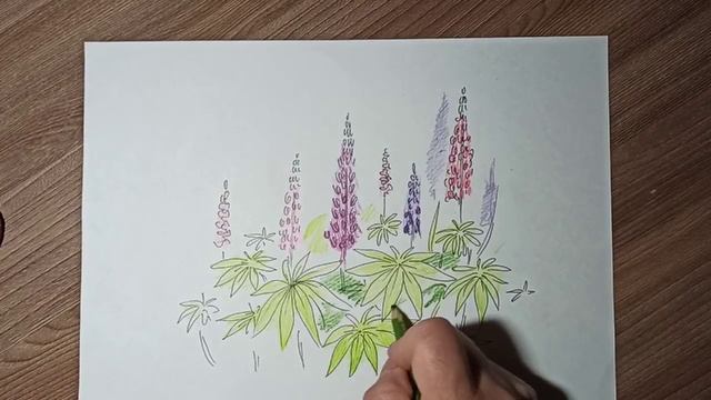 Рисуем люпины маркером и цветными карандашами. смотреть онлайн