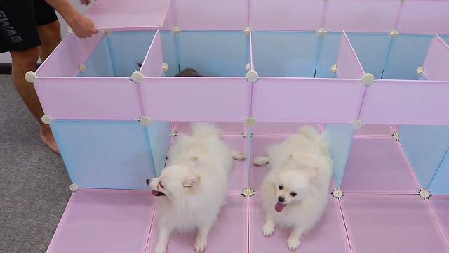 How to make a Luxurious Castle for Pomeranian puppies and Siamese Persian cats - DIY dogs pet house смотреть онлайн