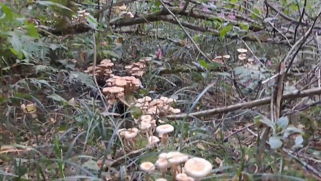 Салтыковский лесопарк. Грибы. Опята. 22.09.2023г. смотреть онлайн