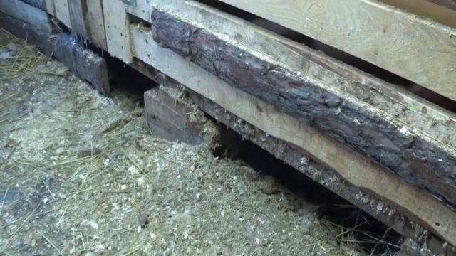 Выгнали животных на мороз смотреть онлайн