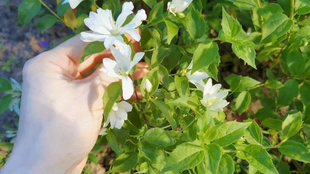 Самый красивый чубушник в моем саду. Чубушник Ромашка! смотреть онлайн