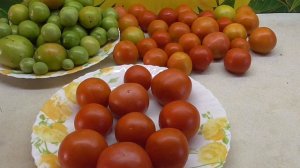 ТОМАТ "ЧЕЛЯБИНСКИЙ МЕТЕОРИТ". НОВИНКА. Ольга Чернова.