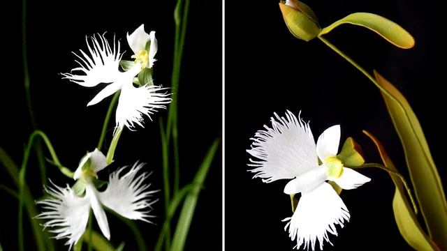 ШОК Цветы - Поражающие ВООБРАЖЕНИЕ / Магия Земли смотреть онлайн