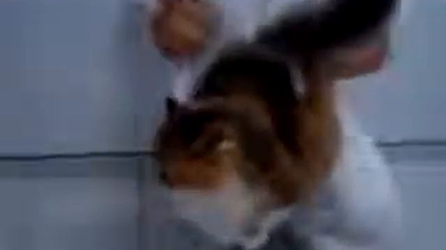 Бесплатные видео про кошек - ну очень терпеливый кот! смотреть онлайн