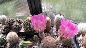 Обрезка длинного кактуса.Пересадка и укоренение большого кактуса.Эриоцереус Юсбертии..