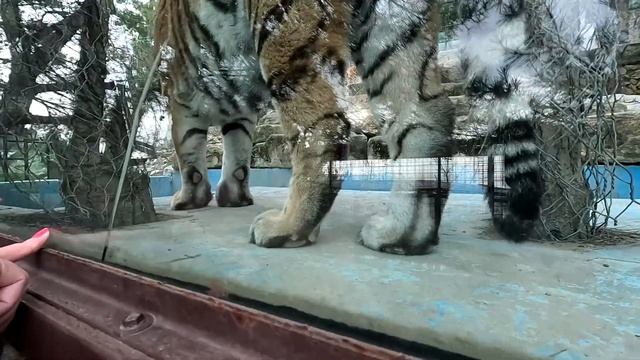 Сафари-парк Геленджик. Март 2023. №6. смотреть онлайн