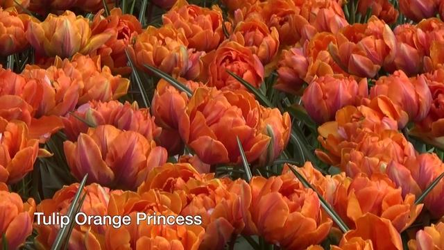 Tulip Orange Princess - Tulip Bulbs From Holland