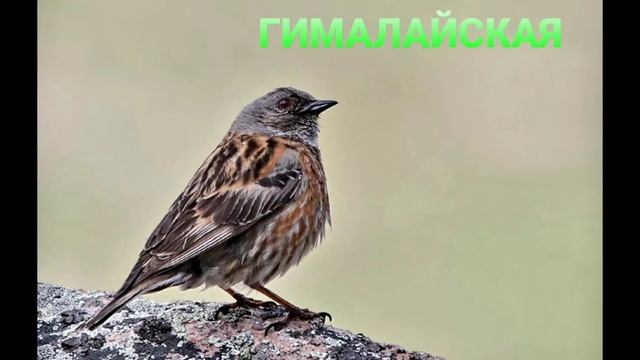 Завирушки-виды ? смотреть онлайн