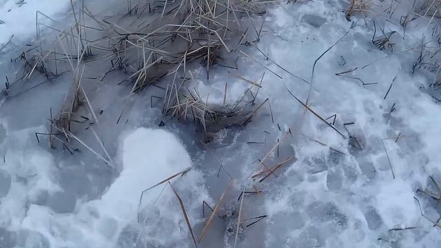 ЭТО ПРОСТО ОКУНЯРЫ!!! КРУПНЫЙ ОКУНЬ. окунь на червя. зимняя рыбалка. fishing. окунь смотреть онлайн