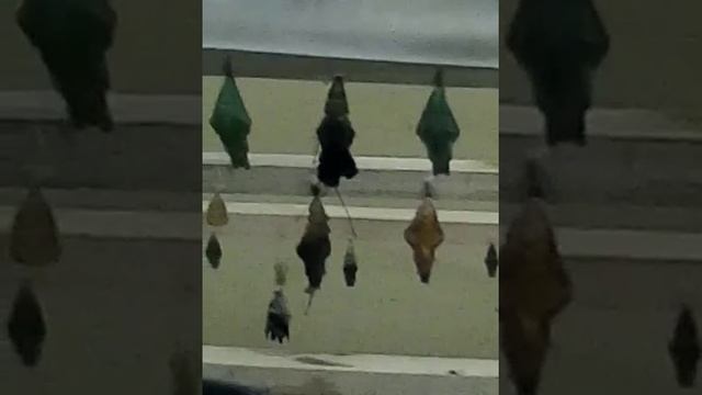 Вылупление бабочки смотреть онлайн
