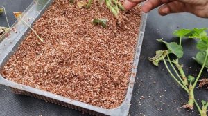 красный вермикулит, эксперимент с пеларгонией