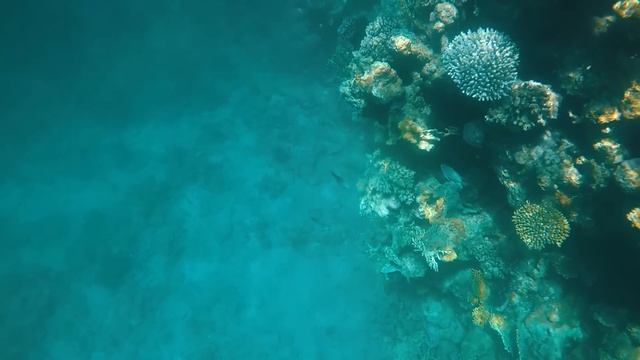 Лучший коралловый риф в Шарм Эль Шейхе / Кораллы красного моря / Отдых в Египте смотреть онлайн