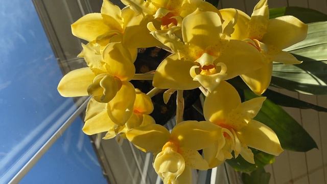 Stanhopea Graveolens