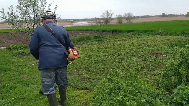 Сакура зацвела на нашем участке Откуда у нас появилась сакура?