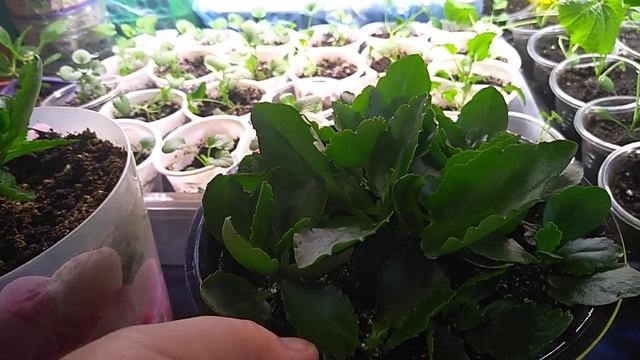 Каланхоэ-групповая посадка смотреть онлайн