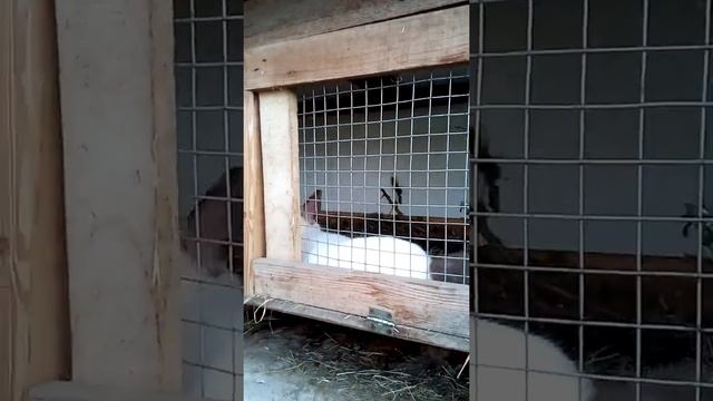 Фландры, калифорнийцы, помесь кроликов, растут не по дням, а по часам! смотреть онлайн