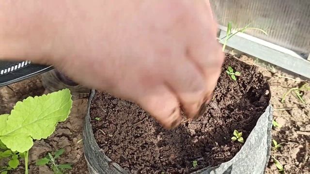 23 Мая ОГУРЦЫ В МЕШКАХ.Как растут смотреть онлайн