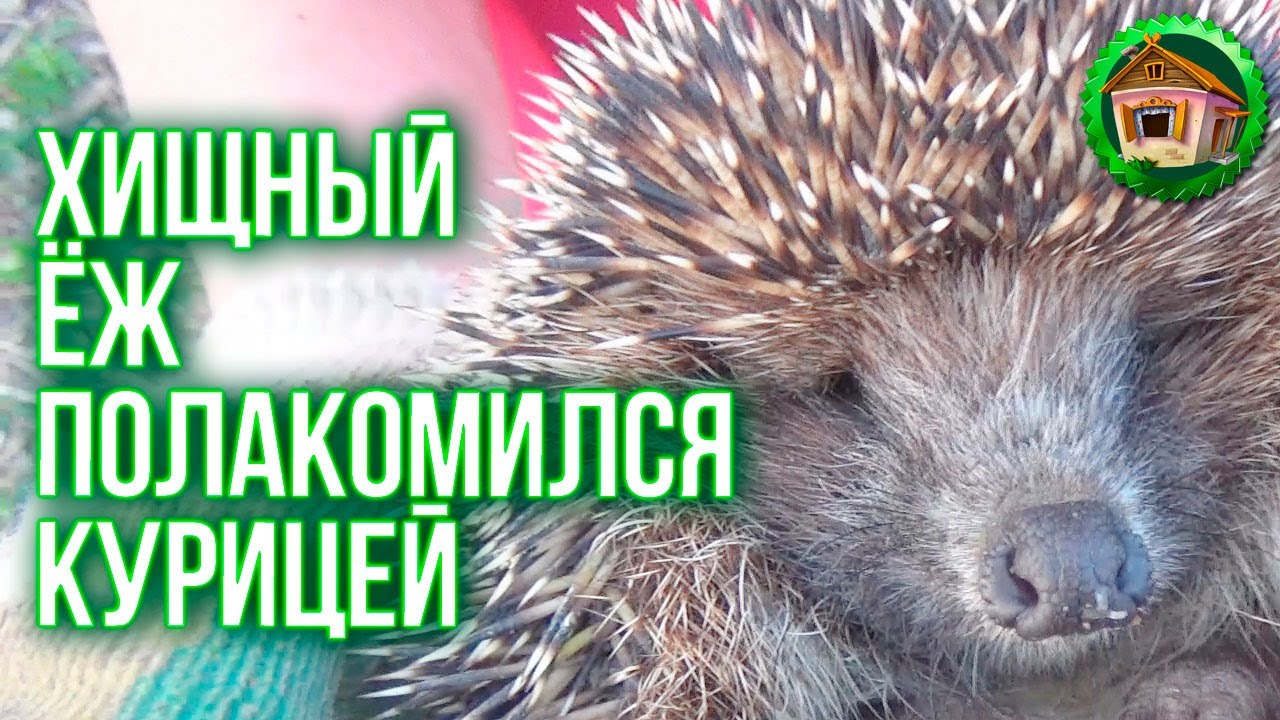 Хищный ёж полакомился курицей. Ежик ест в Деревенском Саду. Что ест Еж? 14 серия смотреть онлайн