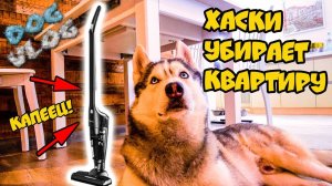DOGVLOG: ХАСКИ УБИРАЕТ КВАРТИРУ. Говорящая собака