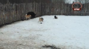 Зверовые лайки России №2 команда Урал натаска beast Laika Russia