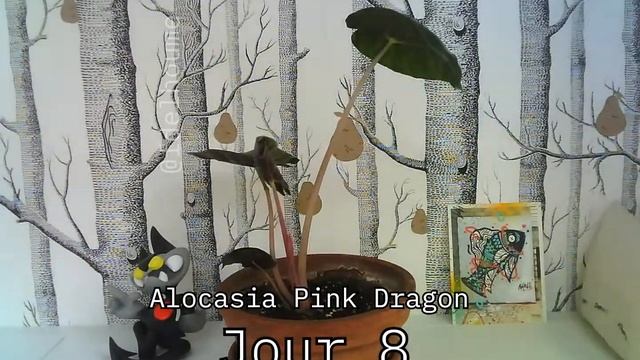 Timelapse Alocasia Pink Dragon смотреть онлайн