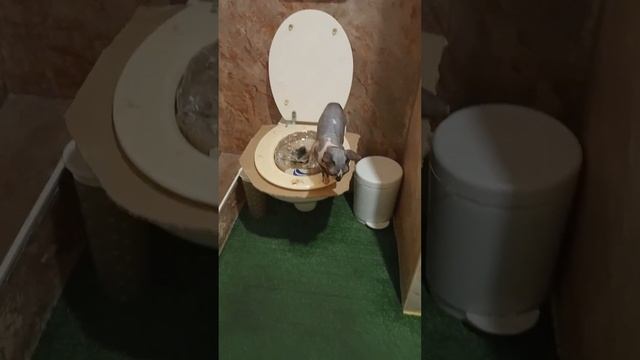 приучаем котенка ходить на унитаз. у Доси получилось!!! смотреть онлайн