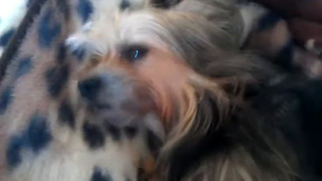 Тоша - Китайская хохлатая собака