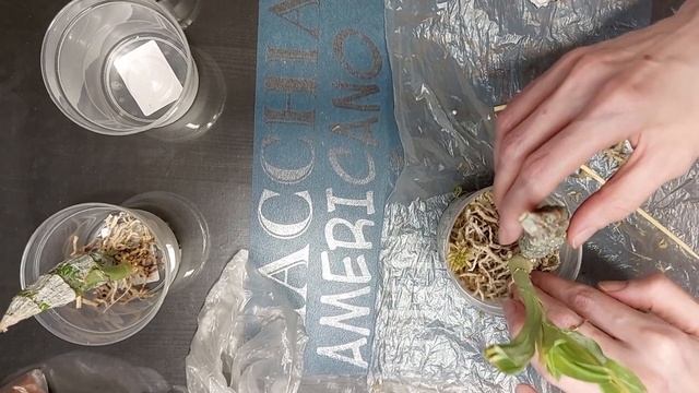 Решилась! Сажаю новичков от BBB Orchids в живой мох. Катасетум или орхидея морковка смотреть онлайн