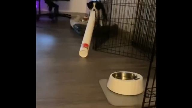 Black tri Mini Aussie puppy смотреть онлайн