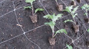 КАК ПРАВИЛЬНО ПОСАДИТЬ УКОРЕНЕННЫЕ ЧЕРЕНКИ ХРИЗАНТЕМЫ?СХЕМА ПОСАДКИ.