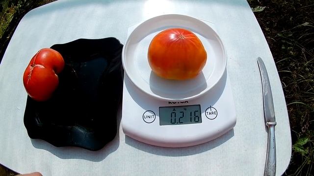 Томат - Carmella's Yellow Stripes (Желтая полосатая кармелла)