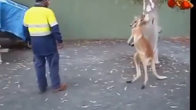 Драка с кенгуру. Сумасшедшие кенгуру! Alter смотреть онлайн