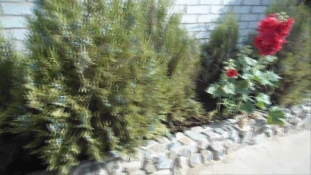 КРАСНАЯ ПЛЕТИСТАЯ РОЗА НАСТОЯЩАЯ КРАСАВИЦА. ВЬЮЩИЕСЯ РОЗЫ / climbing roses смотреть онлайн