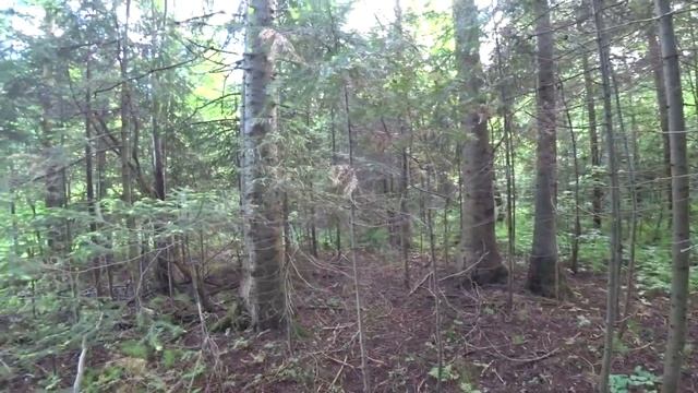 В лес 2 июня 2020 (1_2) Пермь. смотреть онлайн