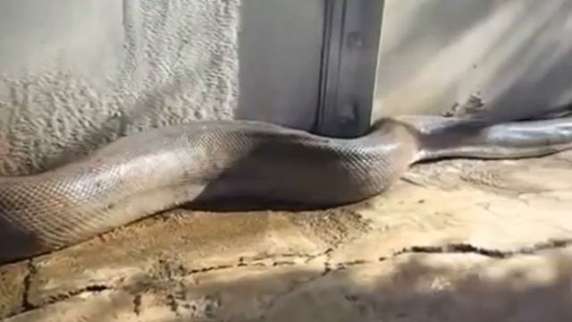 Anaconda vs Piton & Pemenangnya Adalah ... смотреть онлайн