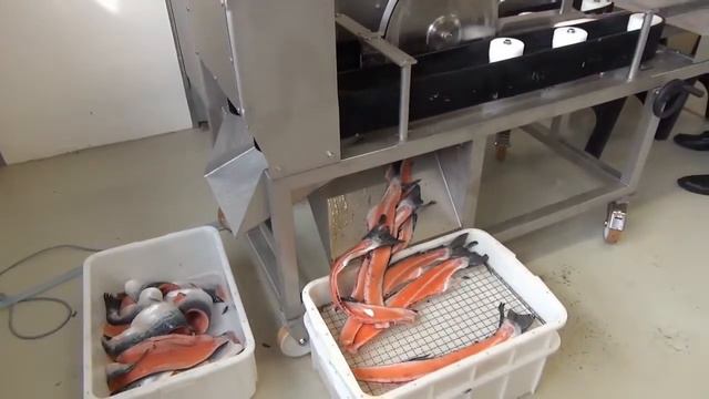 Филетировочная машина для рыбы AGK Maxi смотреть онлайн