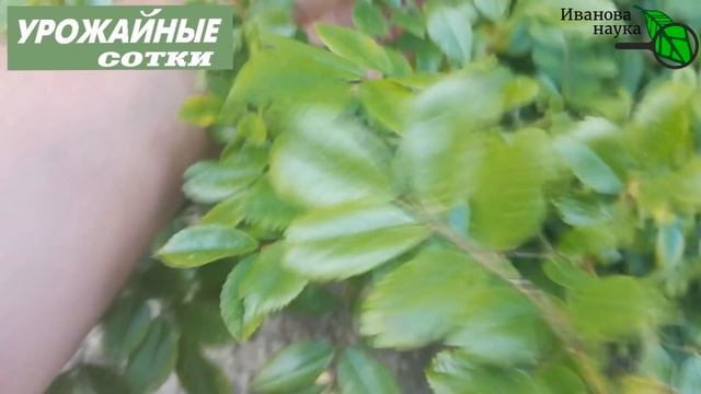 Для пышного цветения роз на все лето сперва разберемся с... побегами, листочками и обрезкой! смотреть онлайн