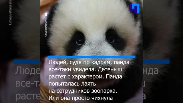 Суровая маленькая панда из Московского зоопарка стала видеть, слышать и гавкать смотреть онлайн