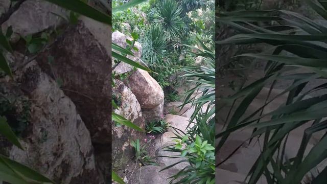 Парк Fairy Forest смотреть онлайн