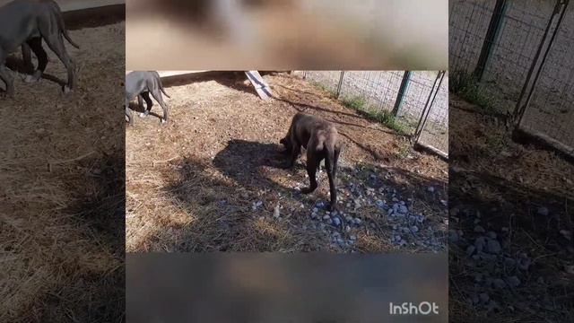 Cane Corso why we choose brindle Dogs? смотреть онлайн
