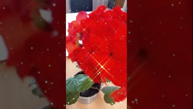Комнатные цветы. Герань смотреть онлайн