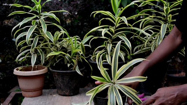 Song of India plant| Dracaena Reflexa Care in malayalam| #songofindia #dracaena #reflexes смотреть онлайн