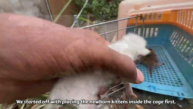 Rescue Cat didn’t Allow others to come Near her Kittens! смотреть онлайн
