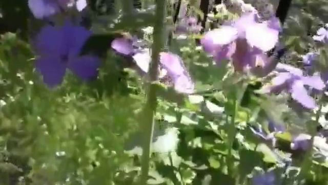 Moneta Del Papa Fiore (Lunaria Annua)