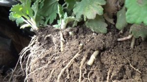 Корейские хризантемы - дубки  Как я сажаю их после покупки чтобы они не вымерзли первой зимой