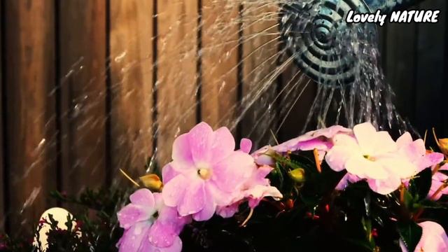 ඔබ දැනගතයුතුම ඕකීඩ් රහස් | Lovely NATURE смотреть онлайн