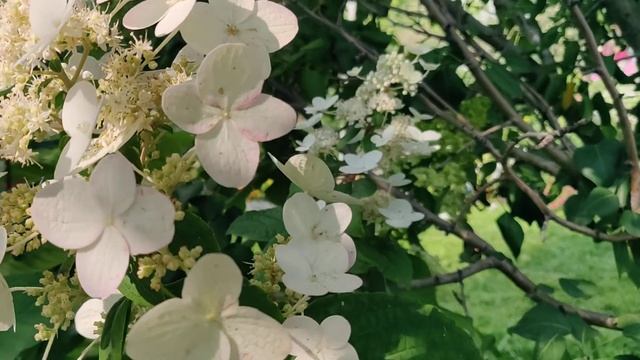 Особенности гортензии метельчатой Вимс Ред [ Wim’s Red ] смотреть онлайн