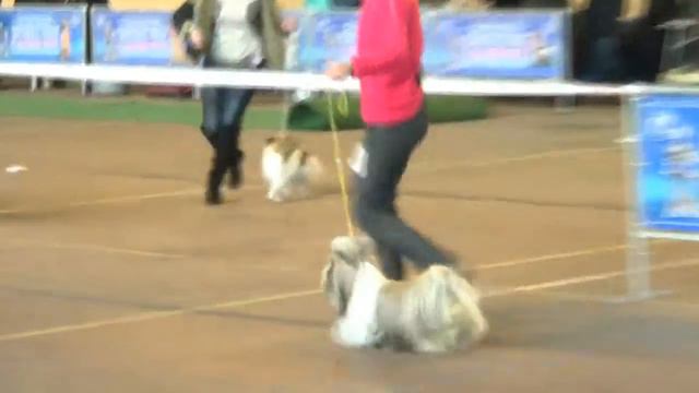 23.11.14 сука промежуточный класс VOSTOCHNAYA KRASAVITSA IZ DRUZHINIHI смотреть онлайн