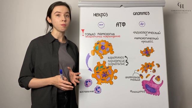 Некроз и Апоптоз (различие, механизм и характеристика) | Патологическая Физиология